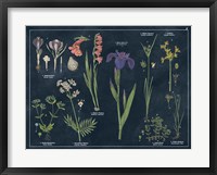 Botanical Floral Chart II Dark Blue Framed Print