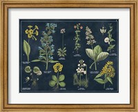 Botanical Floral Chart I Dark Blue Fine Art Print