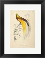 Oiseaux de Paradis Fine Art Print