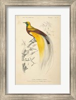 Oiseaux de Paradis Fine Art Print