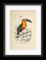 Toucan du Para Fine Art Print