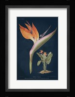 Stelitzia Reginoe Dark Blue Fine Art Print