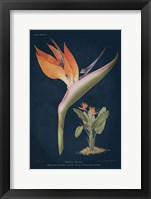 Stelitzia Reginoe Dark Blue Fine Art Print