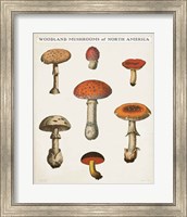 Mushroom Chart III Light Fine Art Print