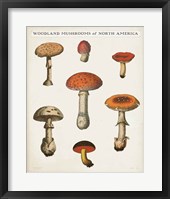 Mushroom Chart III Light Framed Print