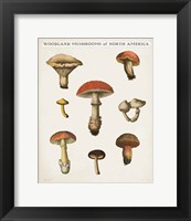 Mushroom Chart II Light Fine Art Print