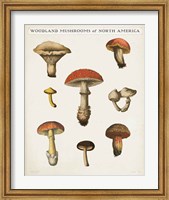 Mushroom Chart II Light Fine Art Print