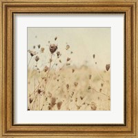 Falling Queen Annes Lace II Crop Sepia Fine Art Print