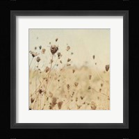 Falling Queen Annes Lace II Crop Sepia Fine Art Print