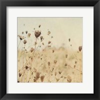 Falling Queen Annes Lace II Crop Sepia Framed Print