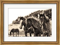 Horses Three Sepia Fine Art Print