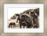 Horses Three Sepia Fine Art Print