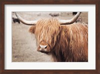 Scottish Highland Cattle I Neutral Fine Art Print