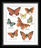 Botanical Butterflies Postcard IV White Framed Print