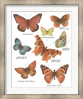 Botanical Butterflies Postcard IV White Fine Art Print