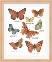 Botanical Butterflies Postcard IV White Fine Art Print