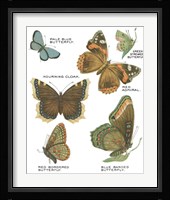 Botanical Butterflies Postcard III White Framed Print