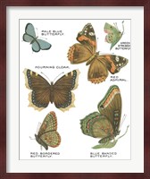 Botanical Butterflies Postcard III White Fine Art Print