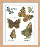 Botanical Butterflies Postcard III White Fine Art Print