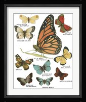 Botanical Butterflies Postcard II White Framed Print