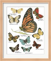 Botanical Butterflies Postcard II White Fine Art Print