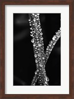 Water Droplets Fine Art Print