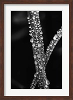 Water Droplets Fine Art Print