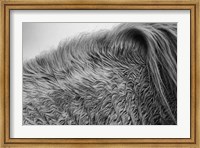 Horse Hair Fine Art Print