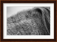Horse Hair Fine Art Print