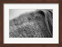 Horse Hair Fine Art Print