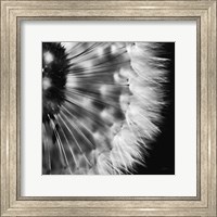 Dandelion on Black III Fine Art Print