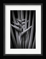 Tropical I Fine Art Print