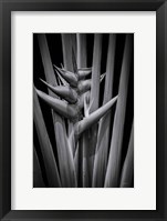 Tropical I Fine Art Print