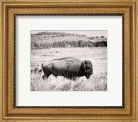 Buffalo I BW Fine Art Print