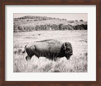 Buffalo I BW Fine Art Print