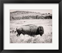 Buffalo I BW Fine Art Print