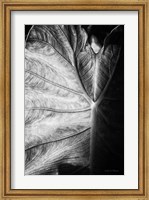 Elephant Ear I Fine Art Print