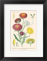 Antique Botanical XL Light Fine Art Print