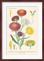Antique Botanical XL Light Fine Art Print