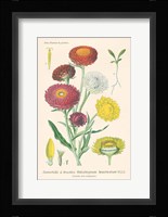 Antique Botanical XL Light Framed Print