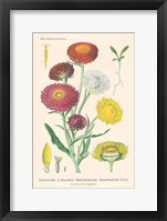 Antique Botanical XL Light Framed Print