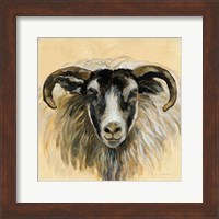 Highland Animal Ram Fine Art Print