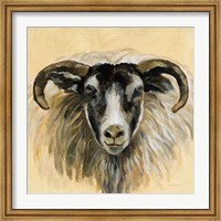Highland Animal Ram Fine Art Print