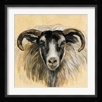 Highland Animal Ram Fine Art Print