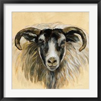 Highland Animal Ram Framed Print