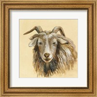 Highland Animal Sheep Fine Art Print