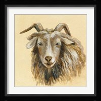 Highland Animal Sheep Framed Print