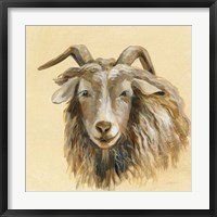 Highland Animal Sheep Framed Print