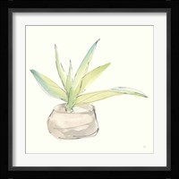 Succulent III Framed Print
