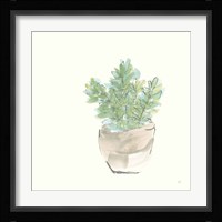 Succulent II Framed Print